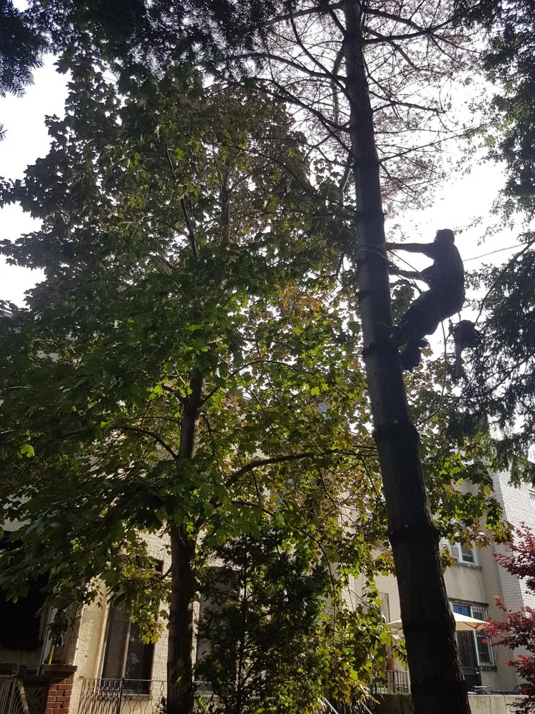 Local landscaping services for residential properties across Staten Island, NY - K&J Landscaping & Tree Service