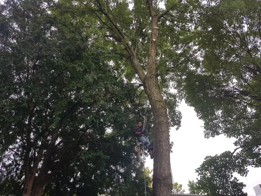 Trusted lawn mowing service with custom design in Staten Island, NY by K&J Landscaping & Tree Service