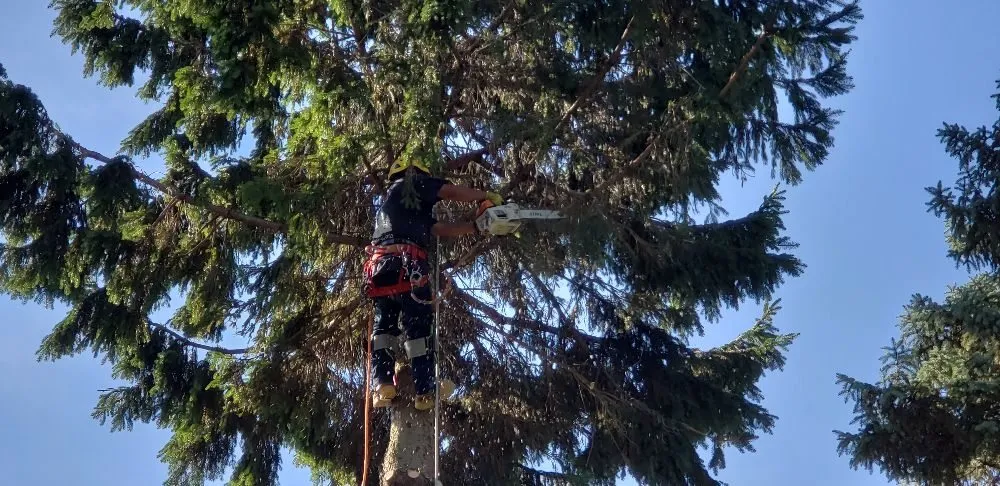 Local outdoor landscaping for year-round maintenance in Staten Island, NY by K&J Landscaping & Tree Service