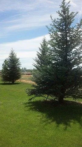 Local lawn care service experts serving Twin Falls, ID - KJ Lawn Maintenance & Spraying