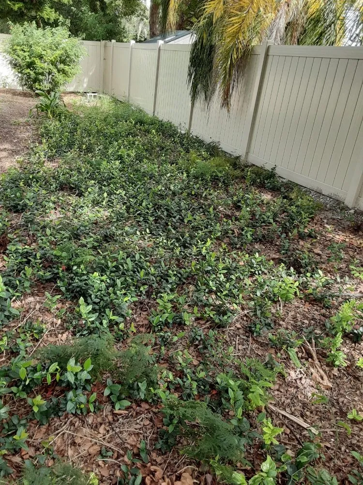 Top-rated landscaping services experts serving Largo, FL - KJ Lawn Services