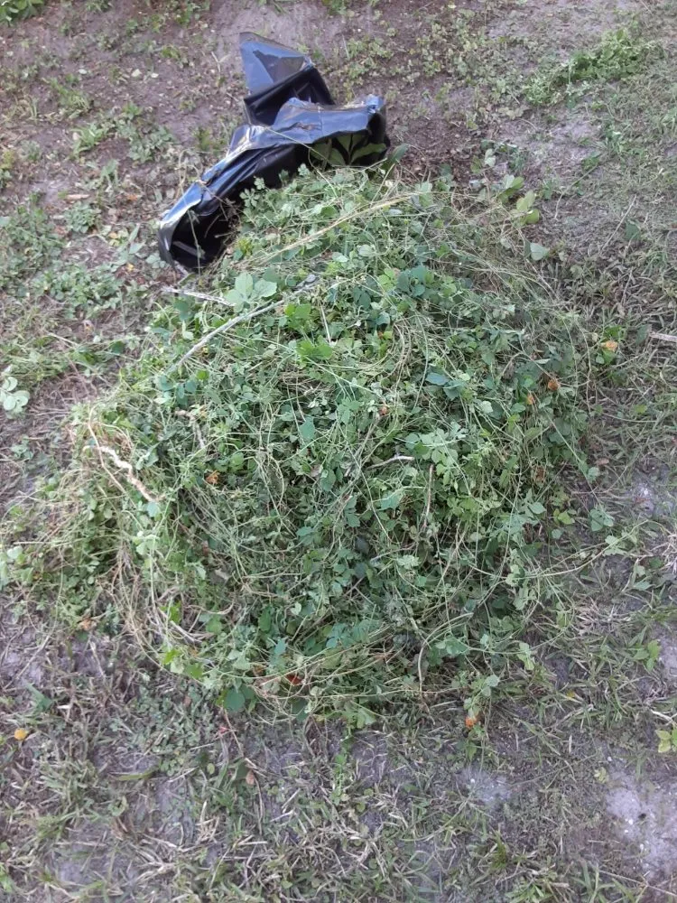 Top-rated yard cleanup service in Largo, FL by KJ Lawn Services