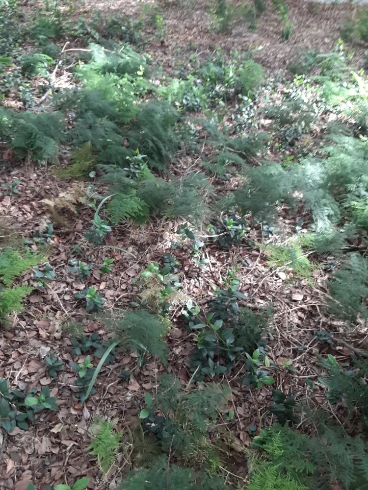 Professional yard maintenance for year-round maintenance across Largo, FL - KJ Lawn Services