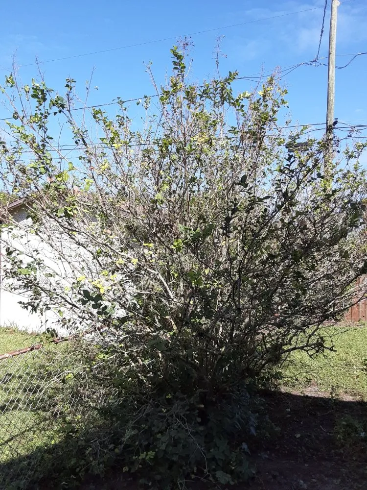 Affordable yard cleanup service with custom design across Largo, FL - KJ Lawn Services