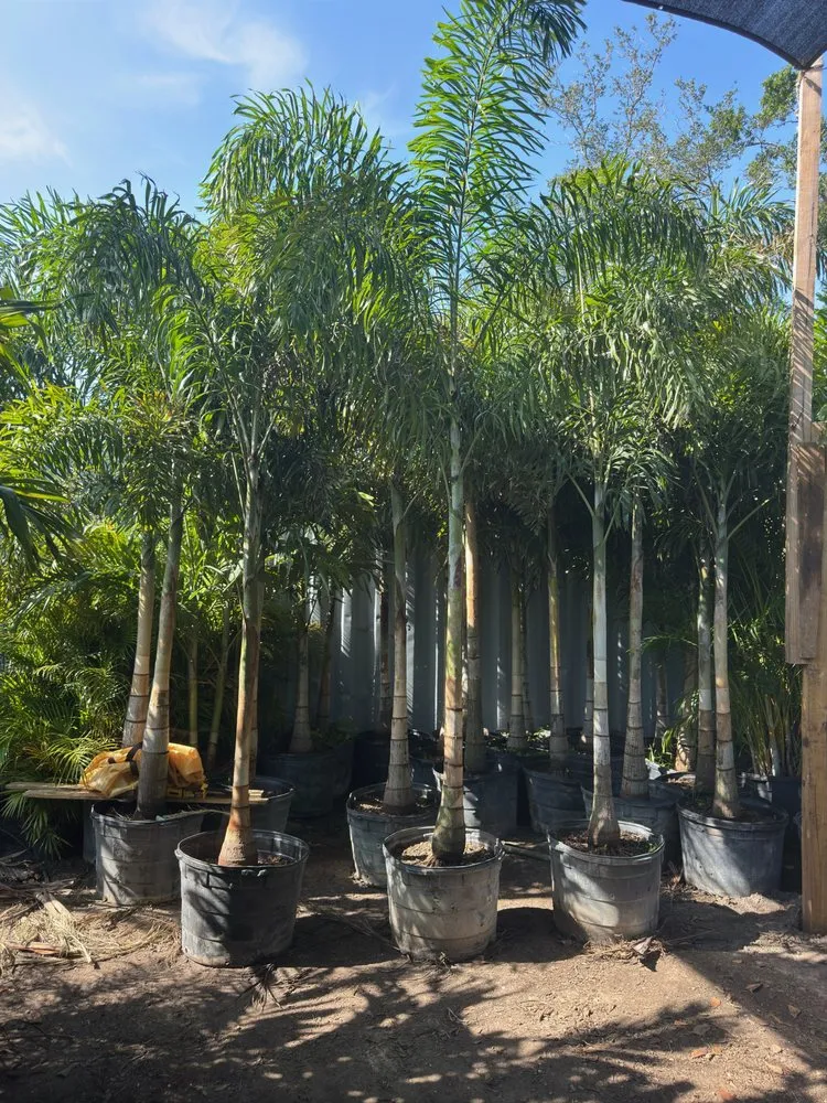 Expert yard cleanup service for beautiful yards in Ruskin, FL by KJ Tropical Palm