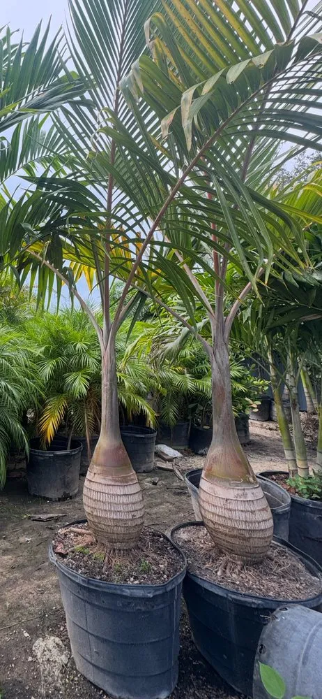 Top-rated lawn mowing service in Ruskin, FL - KJ Tropical Palm