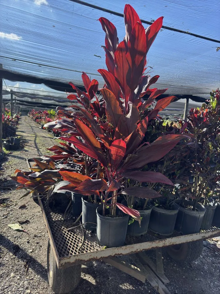 Expert outdoor landscaping for outdoor upgrades across Ruskin, FL - KJ Tropical Palm