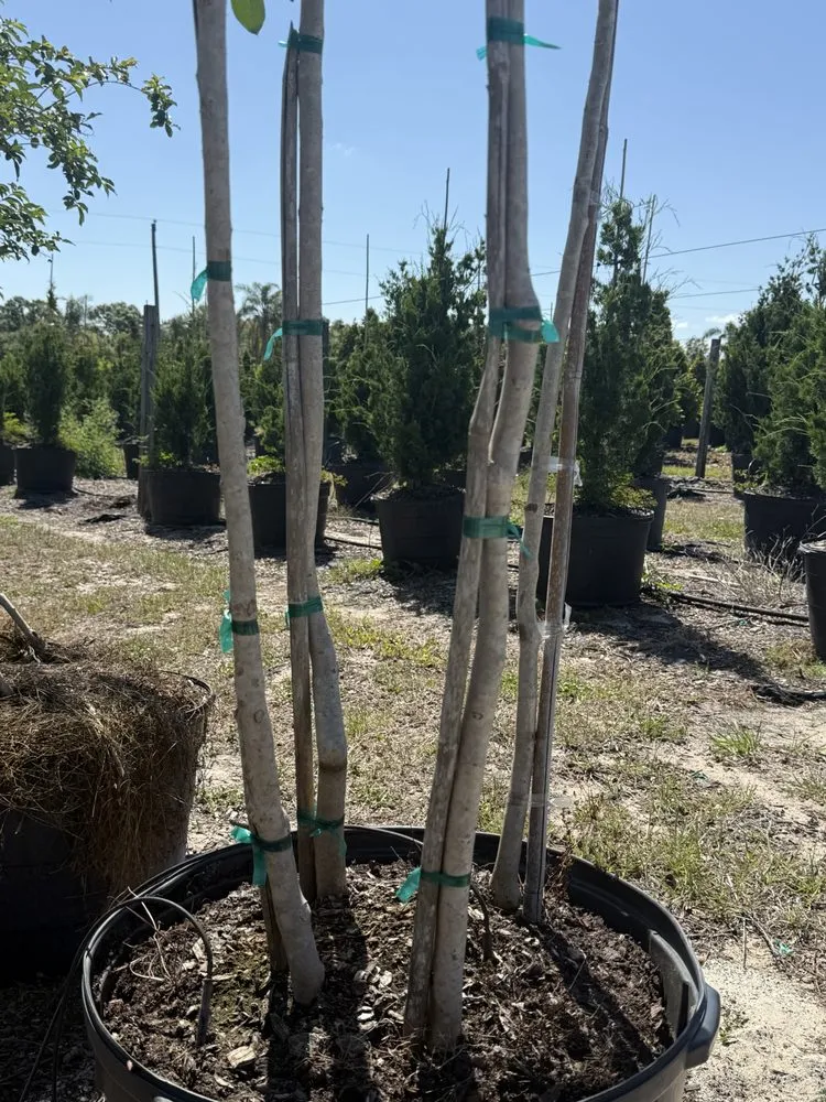 Expert landscaping services experts serving Ruskin, FL - KJ Tropical Palm