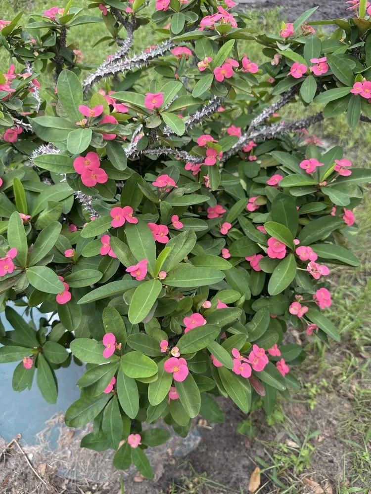 Top-rated yard cleanup service for homes across Ruskin, FL - KJ Tropical Palm