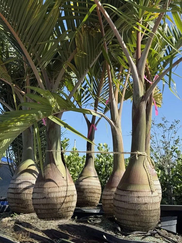 Reliable outdoor landscaping in Ruskin, FL - KJ Tropical Palm