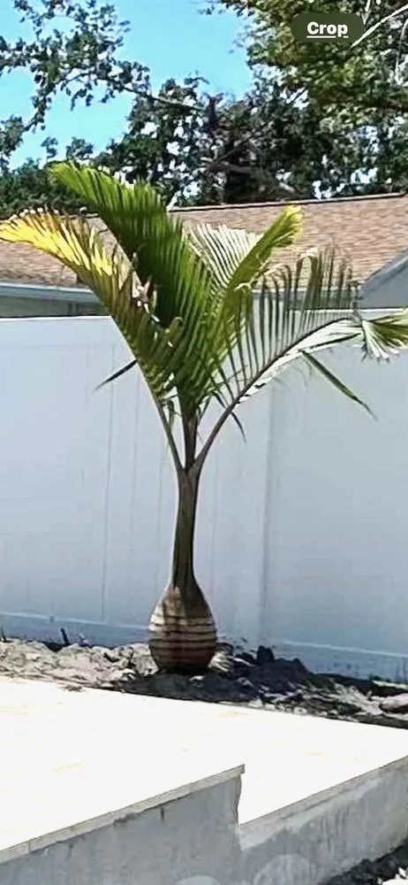 Professional landscaping services in Ruskin, FL - KJ Tropical Palm