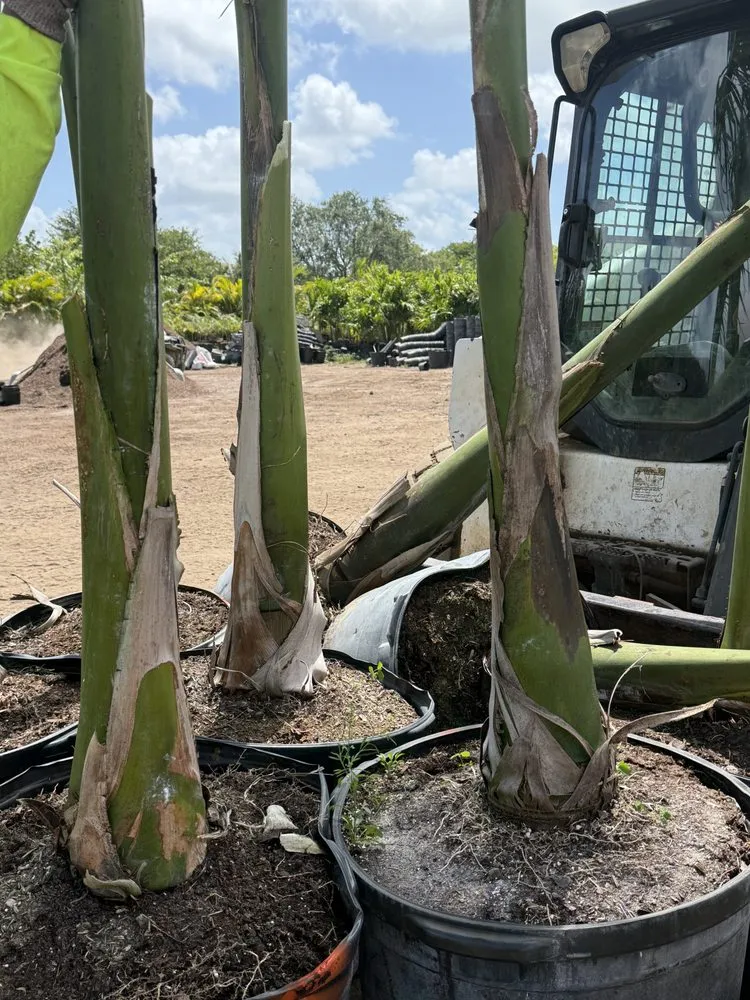 Affordable lawn mowing service experts serving Ruskin, FL - KJ Tropical Palm