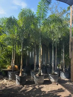 KJ Tropical Palm