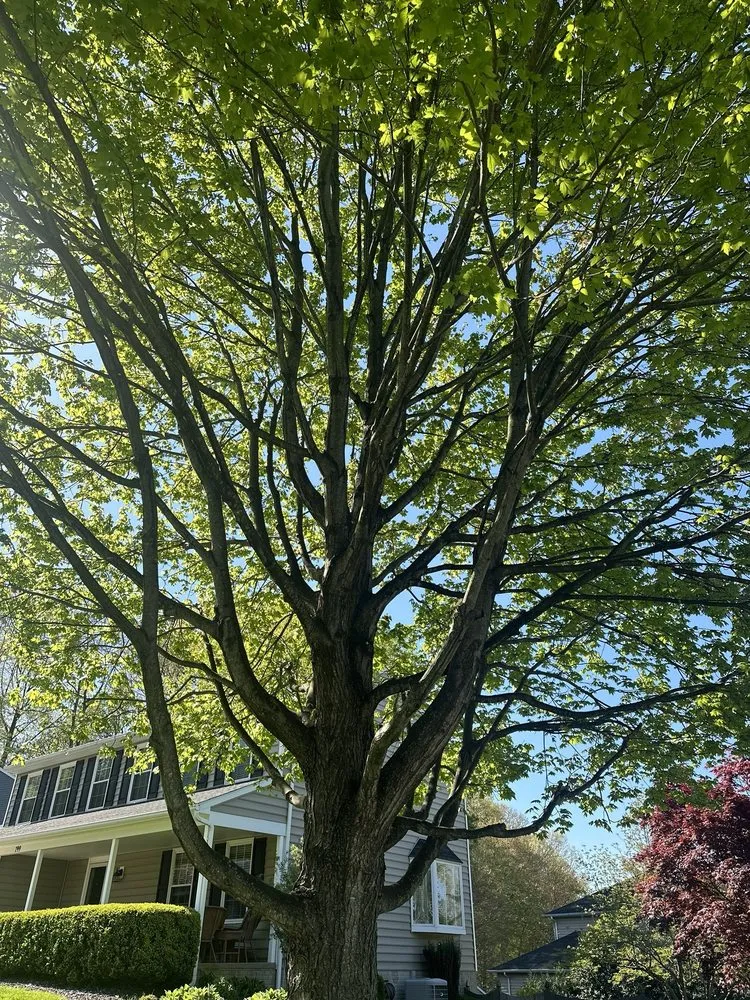 Trusted yard maintenance near you across Brooklyn, MD - KJA Landscaping