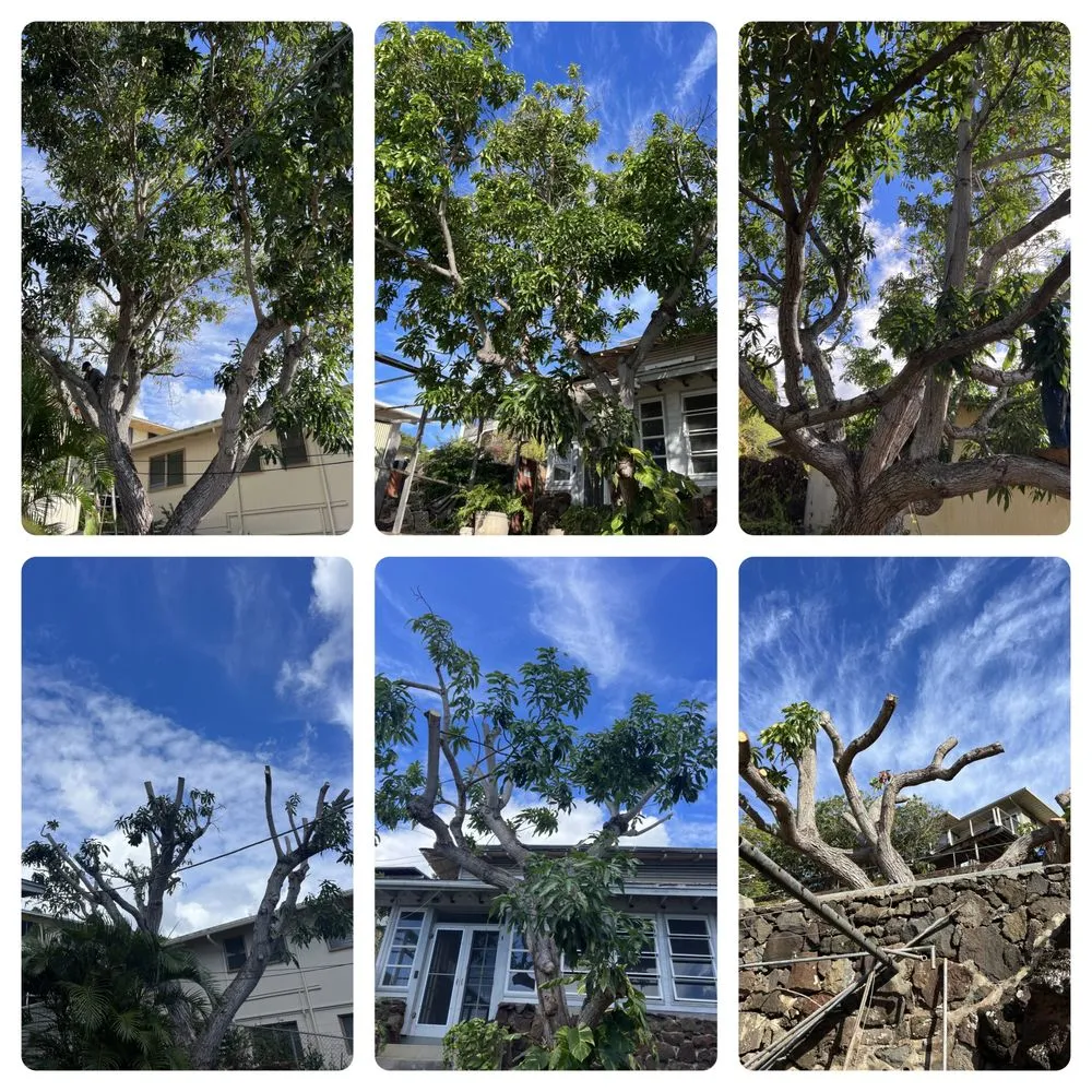 Professional landscape design with custom design across Ewa Beach, HI - KJA Landscaping