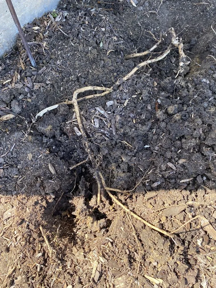 Professional yard cleanup service in Dallas, TX - Kjs Lawn Service