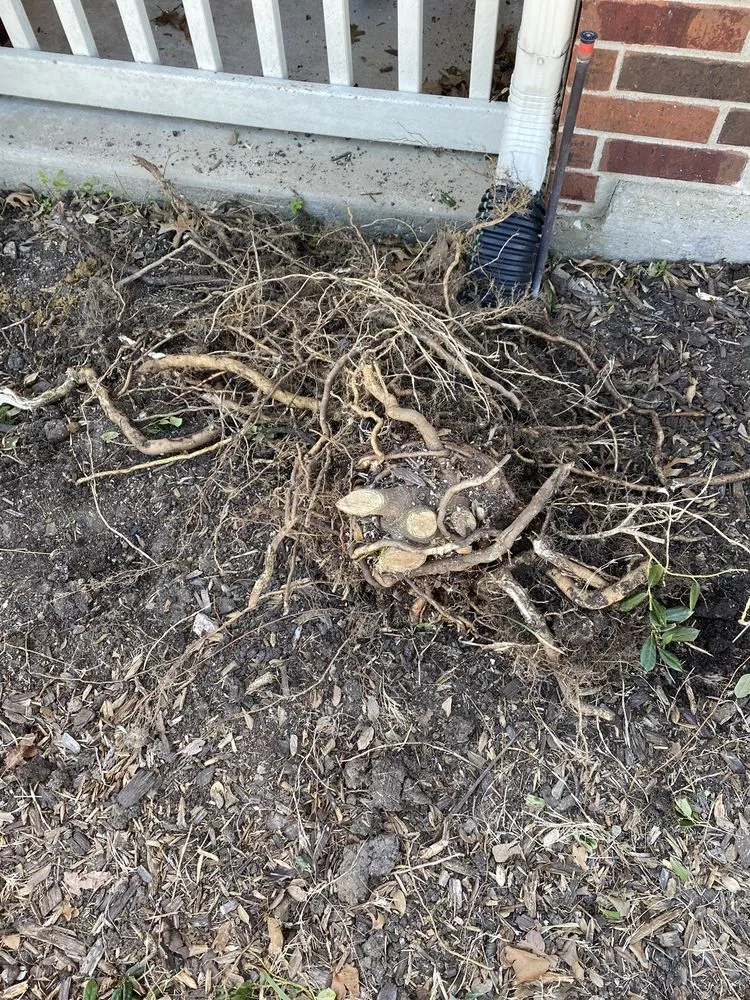 Affordable yard cleanup service in Dallas, TX - Kjs Lawn Service