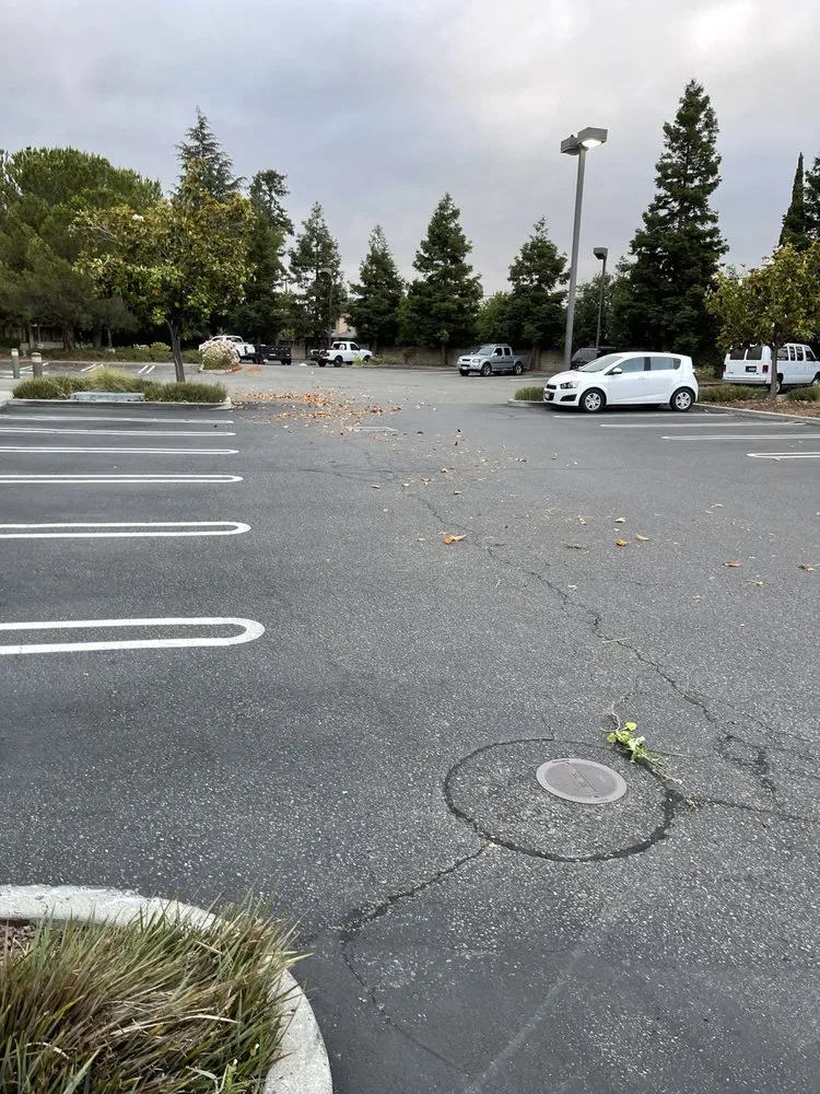 Top-rated yard cleanup service experts serving San José, CA - K&K Landscape Service