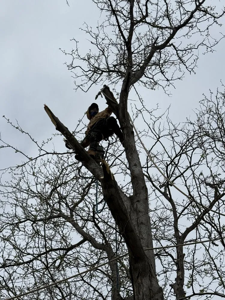 Top-rated garden landscaping for year-round maintenance in Thornton, CO by KKJ Landscaping And Tree Services