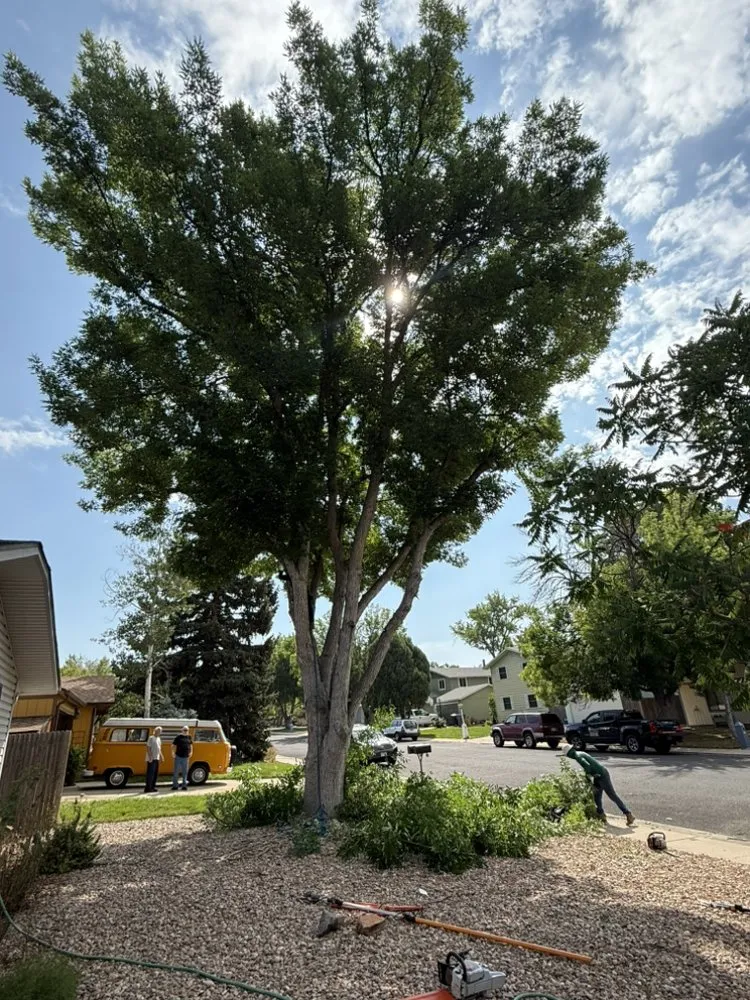 Custom outdoor landscaping for year-round maintenance in Thornton, CO by KKJ Landscaping And Tree Services