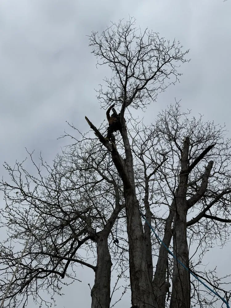 Top-rated landscape installation in Thornton, CO by KKJ Landscaping And Tree Services