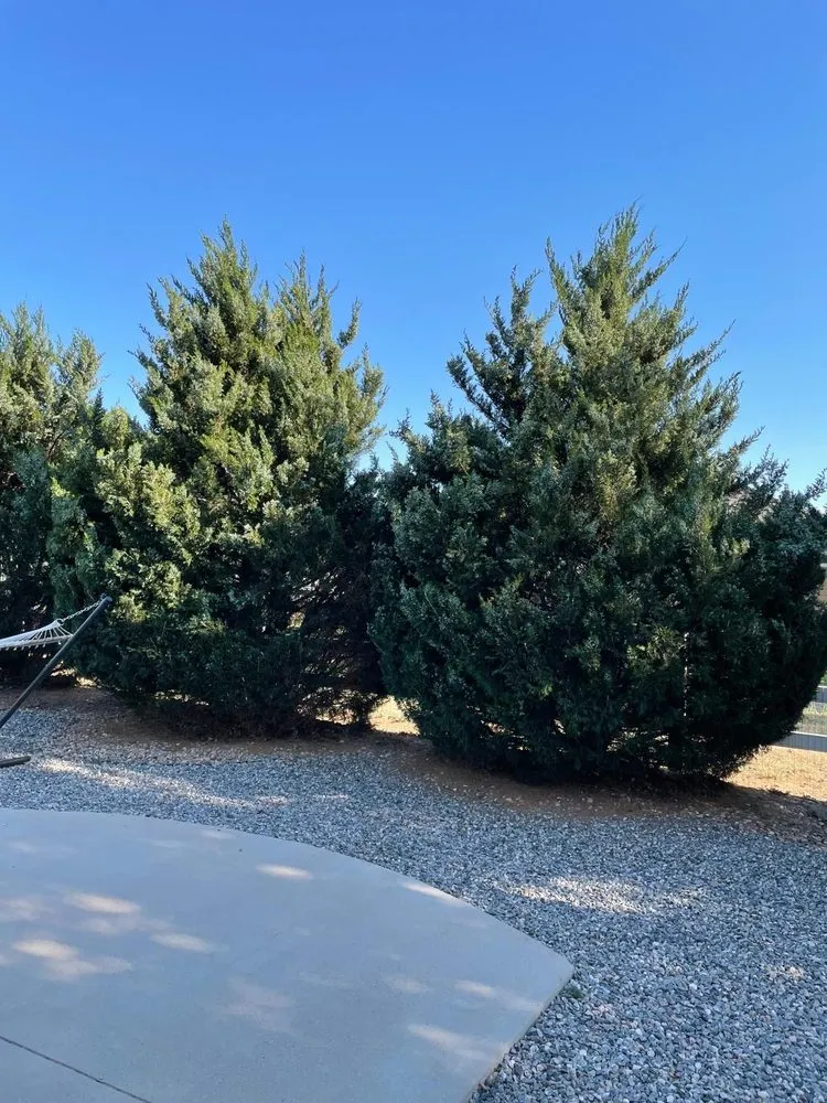 Custom yard cleanup service in Thornton, CO by KKJ Landscaping And Tree Services