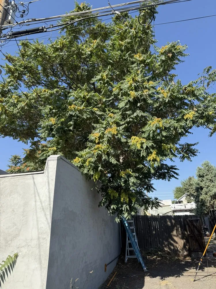 Top-rated lawn mowing service in Thornton, CO - KKJ Landscaping And Tree Services