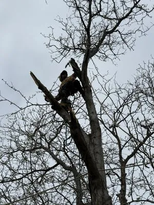 KKJ Landscaping And Tree Services