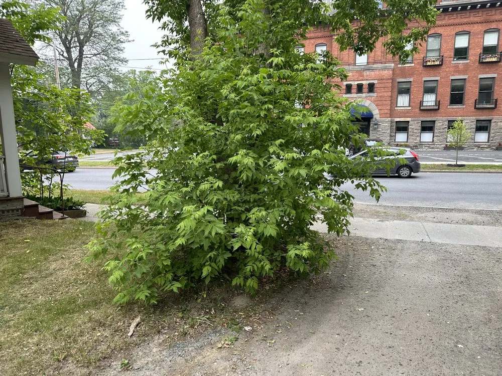 Affordable yard cleanup service for residential properties in Lake Luzerne, NY by KK&R Lawn Care