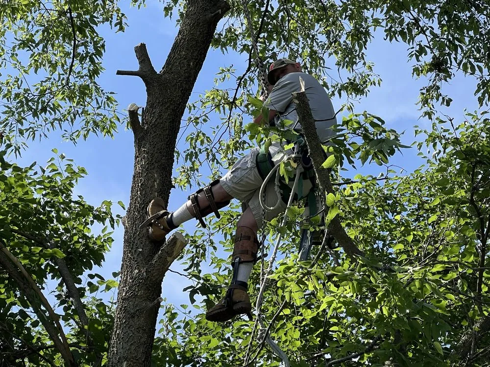 Top-rated landscape installation in Lillington, NC by Kl & Nj's Lawn Maintenance & Junk Removal