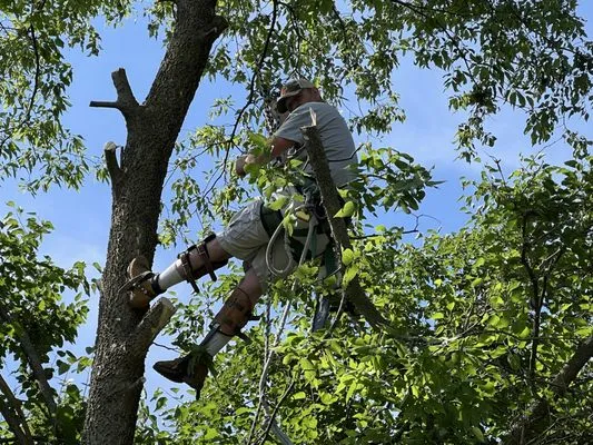 Kl & Nj's Lawn Maintenance & Junk Removal