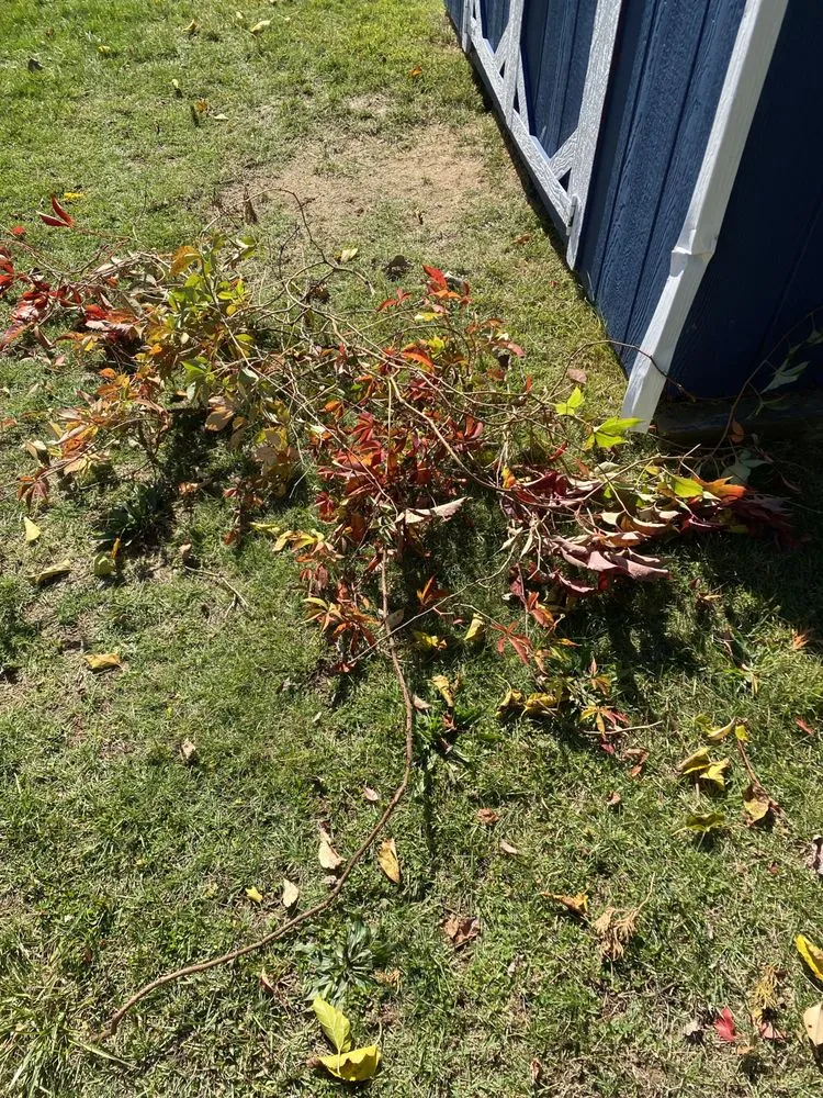 Trusted lawn mowing service in Trenton, NJ by KL Lawn Maintenance