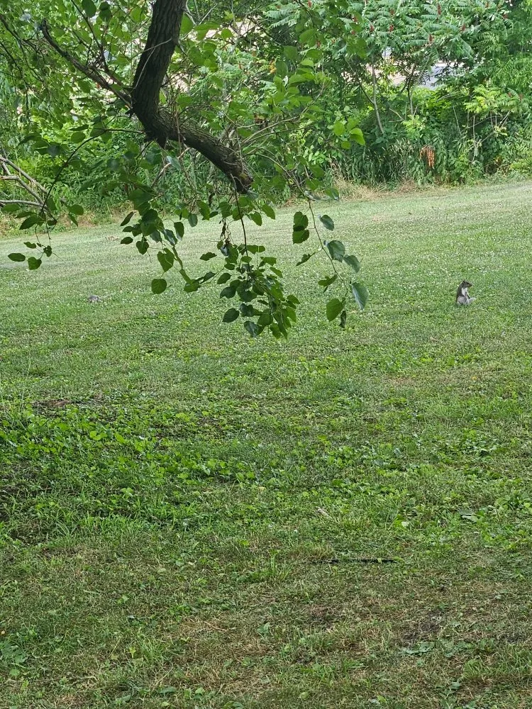 Top-rated outdoor landscaping for homes across Uniontown, PA - K&L Lawncare