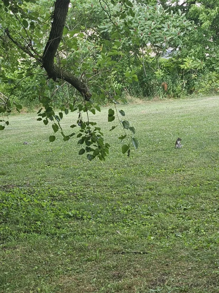 Custom landscaping services for beautiful yards in Uniontown, PA by K&L Lawncare