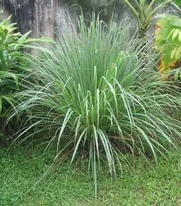 Professional lawn mowing service for beautiful yards in Barnet, VT by KLC Lawn & Garden