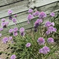 Custom yard cleanup service for beautiful yards across Barnet, VT - KLC Lawn & Garden