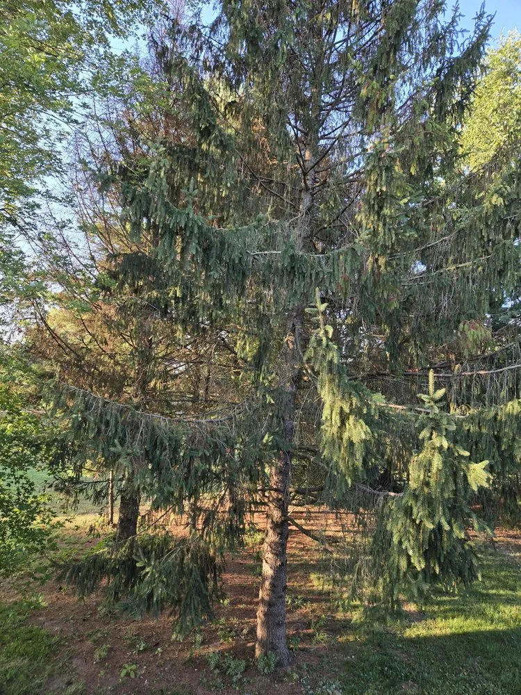 Custom lawn care service for outdoor upgrades in Sherman, IL by KLC Turf Pro & Tree Service