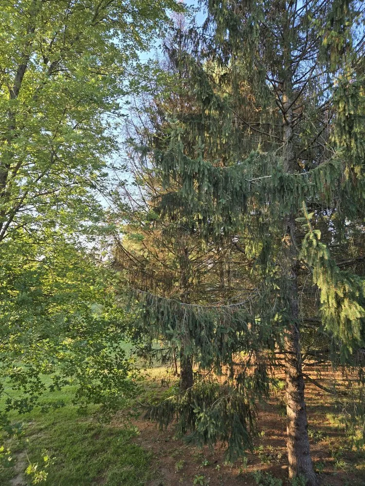 Trusted yard cleanup service experts serving Sherman, IL - KLC Turf Pro & Tree Service