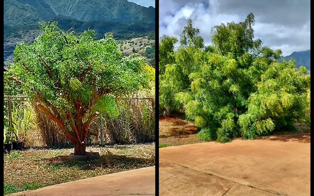 Trusted lawn mowing service in Kailua, HI by Kōlea Lawn & Yard Services