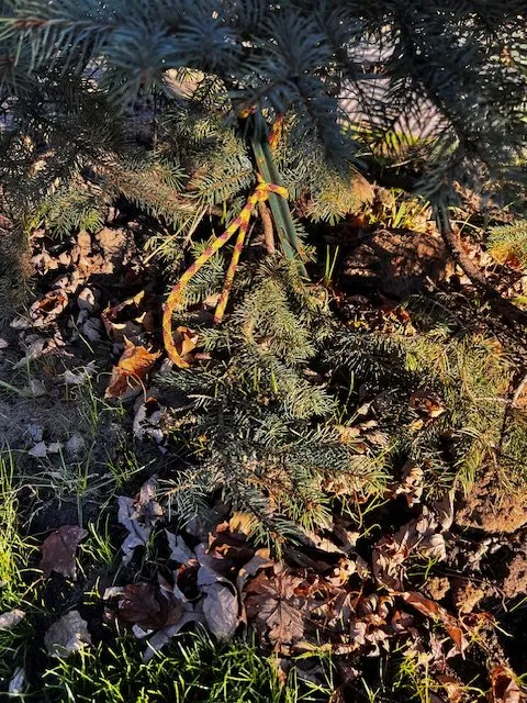 Professional landscaping services near you across Jordan, MN - KLEAN Companies