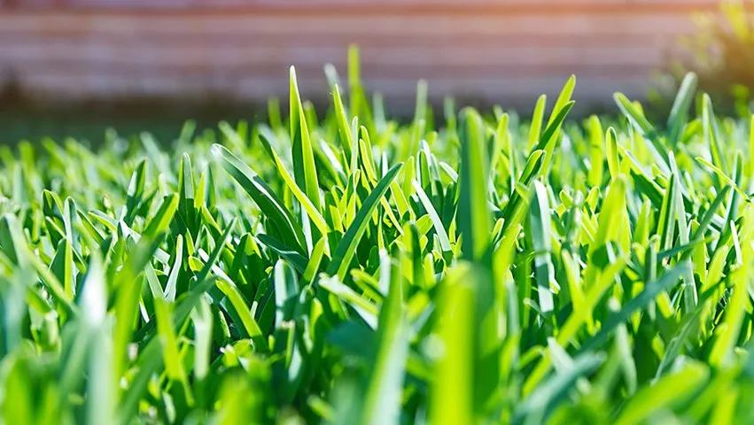 Trusted landscape design near you in Jacksonville, FL by Klean Cut Lawn Services