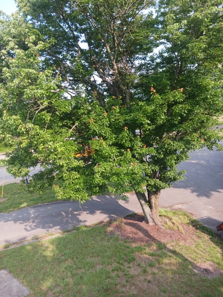 Expert lawn care service experts serving Cobbs Creek, VA - Klean Kutts