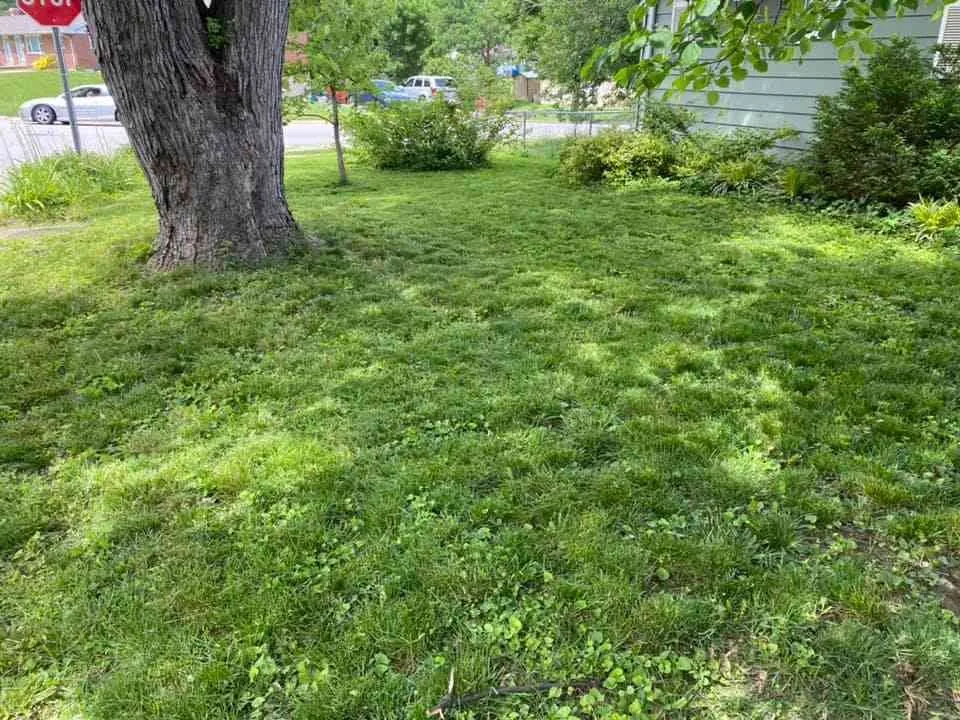 Local lawn care service for homes in East St Louis, IL by KleanKs Lawn Monsters