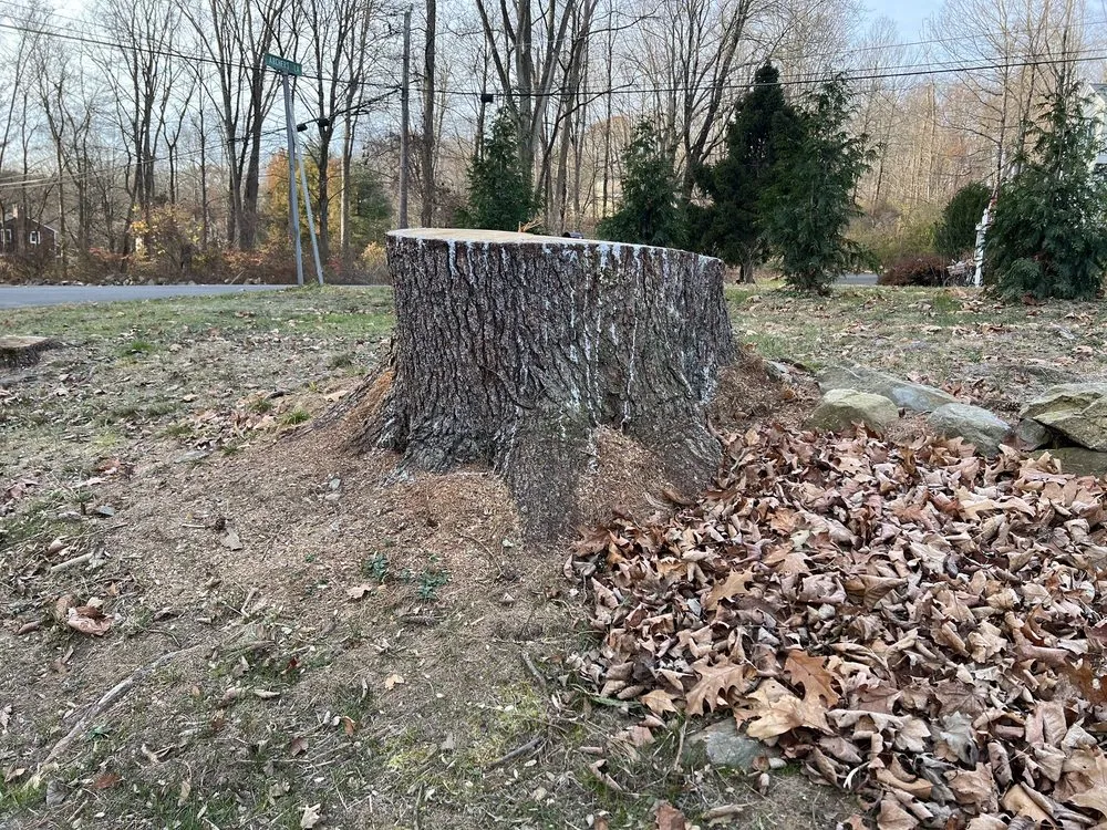 Expert yard cleanup service in Danbury, CT by Kleber C Landscaping & Tree Services