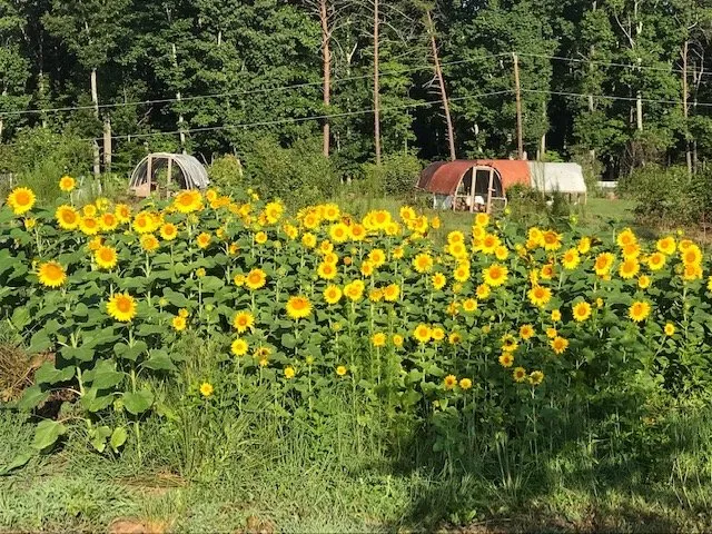 Custom landscape design for homes in Colfax, NC by Kleen Kut Landscaping