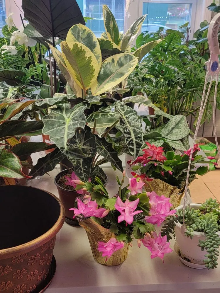 Expert lawn care service for residential properties in Levittown, PA by Kleen Kut Lawn Care