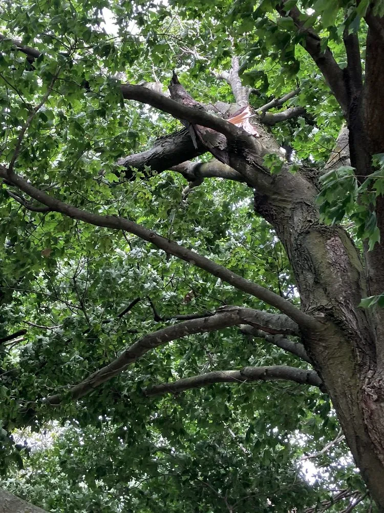 Top-rated landscape installation in Champaign, IL by Klismith Tree Service