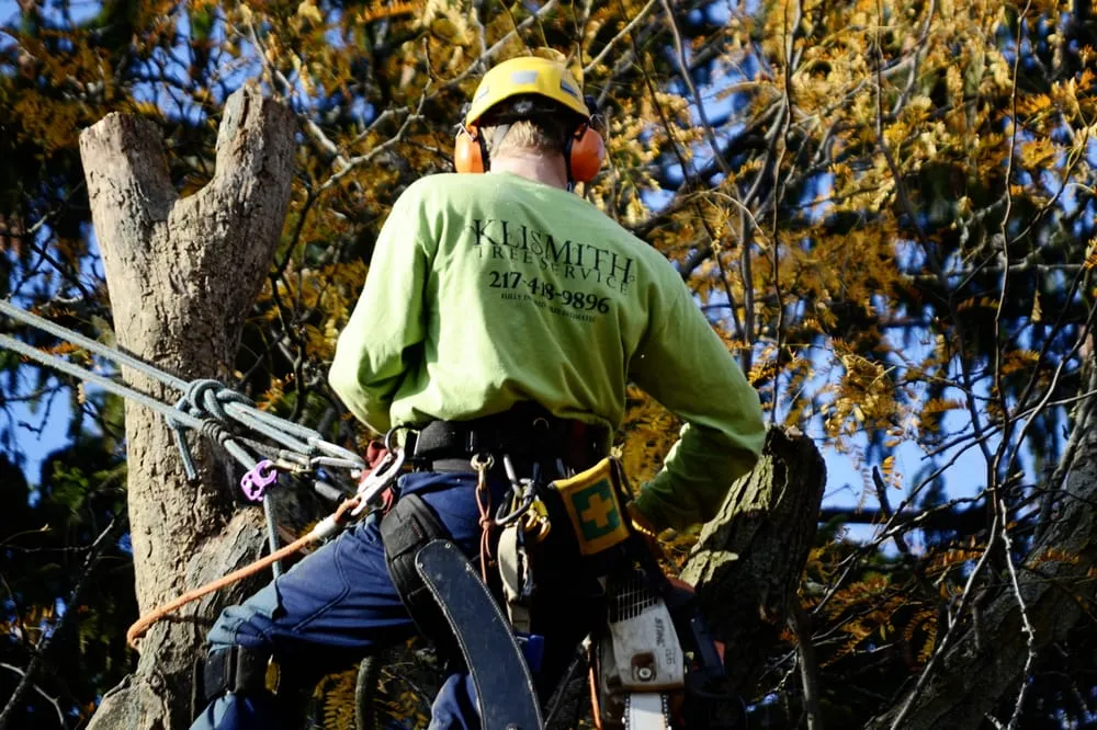 Professional yard cleanup service in Champaign, IL - Klismith Tree Service