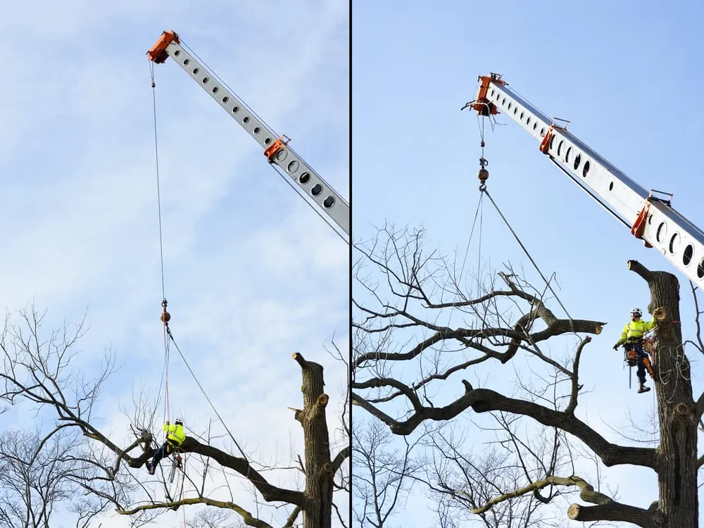 Trusted landscape design for homes across Champaign, IL - Klismith Tree Service
