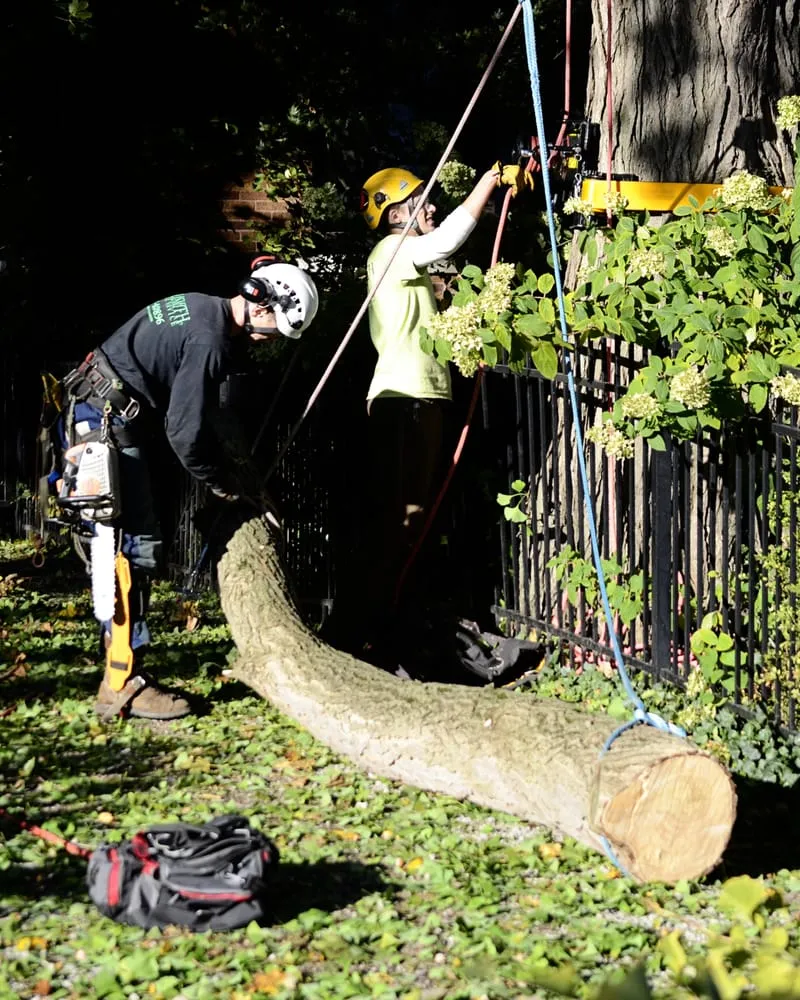 Local garden landscaping in Champaign, IL - Klismith Tree Service